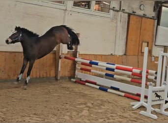 Poney New Forest, Jument, 3 Ans, Bai