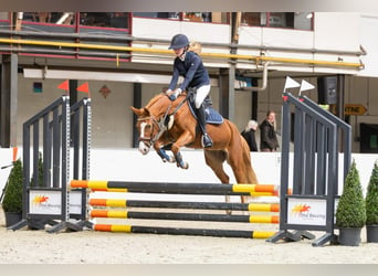 Poney New Forest, Jument, 5 Ans, 136 cm, Alezan brûlé