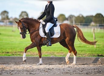 Poney New Forest, Jument, 6 Ans, 135 cm