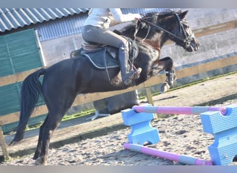 Poney New Forest, Jument, 6 Ans, 138 cm, Noir