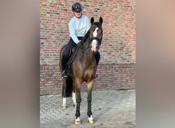 Poney New Forest, Jument, 6 Ans, 148 cm, Bai