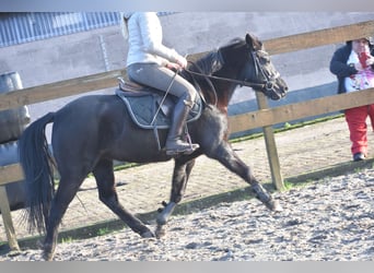 Poney New Forest, Jument, 7 Ans, 138 cm, Noir