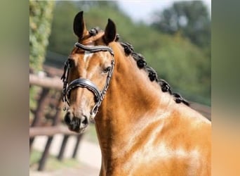 Poney New Forest, Jument, 7 Ans, 142 cm, Bai