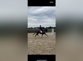 Poney New Forest, Jument, 7 Ans, 147 cm, Alezan