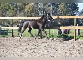 Poney New Forest, Jument, 8 Ans, 138 cm, Noir