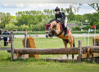 Poney New Forest, Jument, 9 Ans, 144 cm, Buckskin