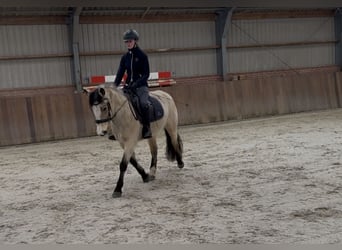 Poney New Forest, Jument, 9 Ans, 146 cm, Isabelle