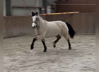 Poney New Forest, Jument, 9 Ans, 146 cm, Isabelle