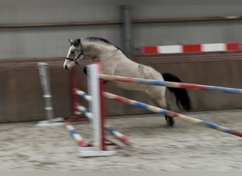 Poney New Forest, Jument, 9 Ans, 146 cm, Isabelle