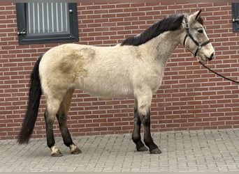 Poney New Forest, Jument, 9 Ans, 146 cm, Isabelle