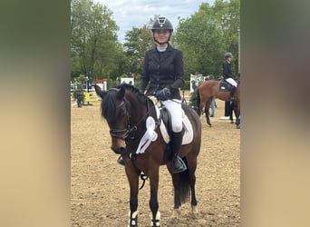 Poney New Forest, Jument, 9 Ans, 147 cm, Bai brun