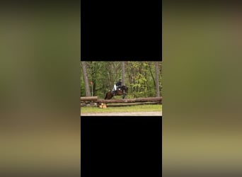 Poney New Forest, Jument, 9 Ans, 147 cm, Bai brun
