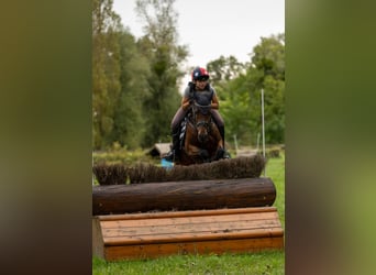 Poney New Forest, Jument, 9 Ans, 147 cm, Bai brun