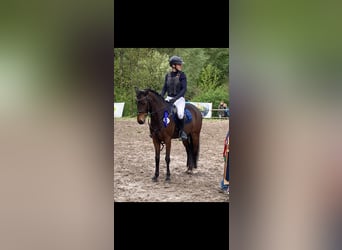 Poney New Forest, Jument, 9 Ans, 147 cm, Bai brun