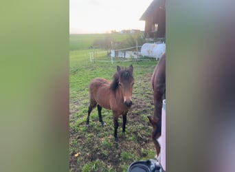 Poney New Forest Croisé, Jument, Poulain (04/2024), 147 cm