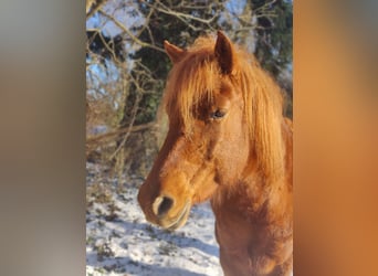 Poneys Mongols, Jument, 10 Ans, 140 cm, Alezan