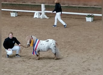 Poneys Shetland, Étalon, 10 Ans, 79 cm, Léopard