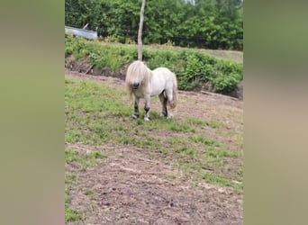 Poneys Shetland, Étalon, 10 Ans, 83 cm, Gris