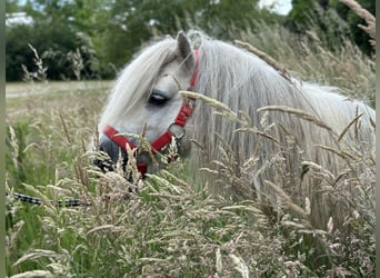 Poneys Shetland, Étalon, 10 Ans, 83 cm, Gris