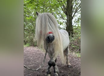 Poneys Shetland, Étalon, 10 Ans, 83 cm, Gris