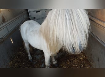 Poneys Shetland, Étalon, 10 Ans, 83 cm, Gris