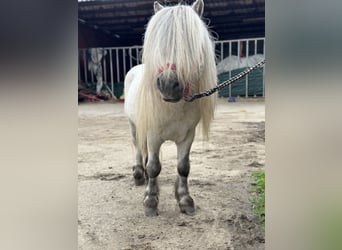 Poneys Shetland, Étalon, 10 Ans, 83 cm, Gris