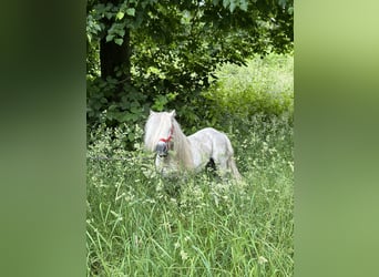 Poneys Shetland, Étalon, 10 Ans, 83 cm, Gris