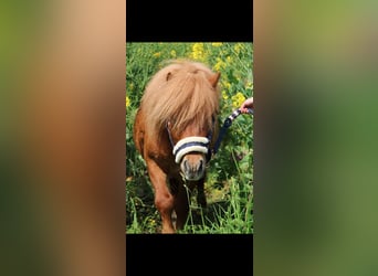 Poneys Shetland, Étalon, 11 Ans, Alezan