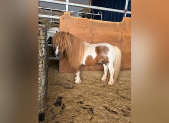 Poneys Shetland, Étalon, 14 Ans, 85 cm, Pinto