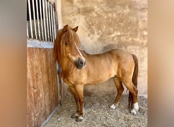 Poneys Shetland, Étalon, 17 Ans, Alezan