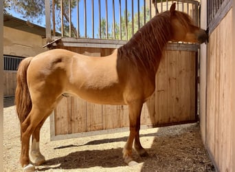 Poneys Shetland, Étalon, 17 Ans, Alezan