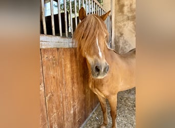 Poneys Shetland, Étalon, 17 Ans, Alezan