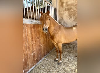 Poneys Shetland, Étalon, 17 Ans, Alezan