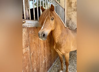 Poneys Shetland, Étalon, 17 Ans, Alezan