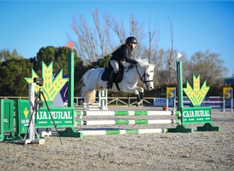 Poneys Shetland, Étalon, 19 Ans, 110 cm, Pinto