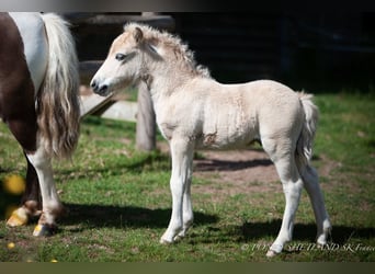 Poneys Shetland, Étalon, 1 Année, 100 cm, Alezan