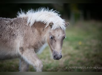 Poneys Shetland, Étalon, 1 Année, 100 cm, Alezan