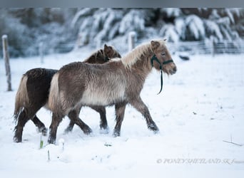 Poneys Shetland, Étalon, 1 Année, 100 cm, Alezan