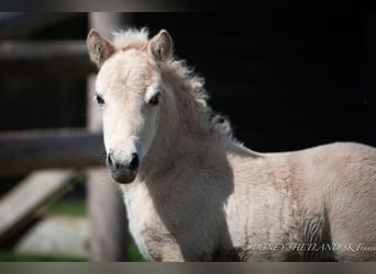 Poneys Shetland, Étalon, 1 Année, 100 cm, Alezan