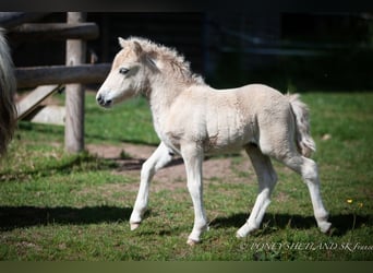 Poneys Shetland, Étalon, 1 Année, 100 cm, Alezan