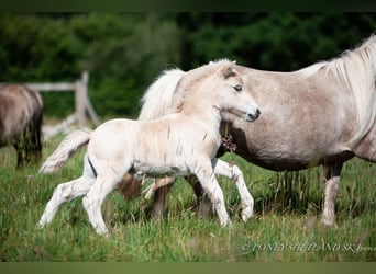 Poneys Shetland, Étalon, 1 Année, 100 cm, Alezan