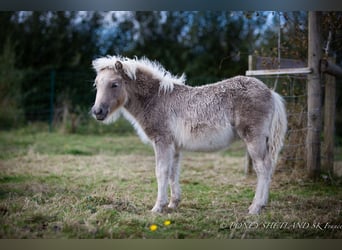 Poneys Shetland, Étalon, 1 Année, 100 cm, Alezan