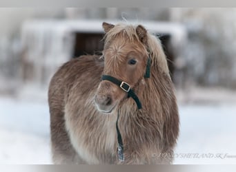 Poneys Shetland, Étalon, 1 Année, 100 cm, Alezan