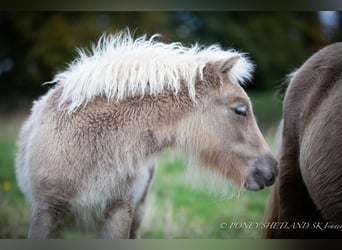 Poneys Shetland, Étalon, 1 Année, 100 cm, Alezan