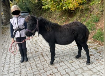 Poneys Shetland, Étalon, 1 Année, 100 cm, Gris