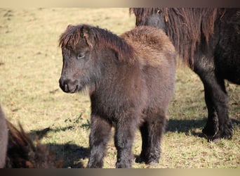 Poneys Shetland, Étalon, 1 Année, 100 cm, Noir