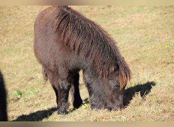 Poneys Shetland, Étalon, 1 Année, 100 cm, Noir