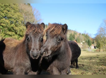 Poneys Shetland, Étalon, 1 Année, 100 cm, Noir