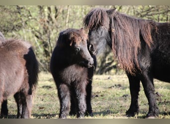 Poneys Shetland, Étalon, 1 Année, 100 cm, Noir