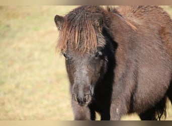 Poneys Shetland, Étalon, 1 Année, 100 cm, Noir